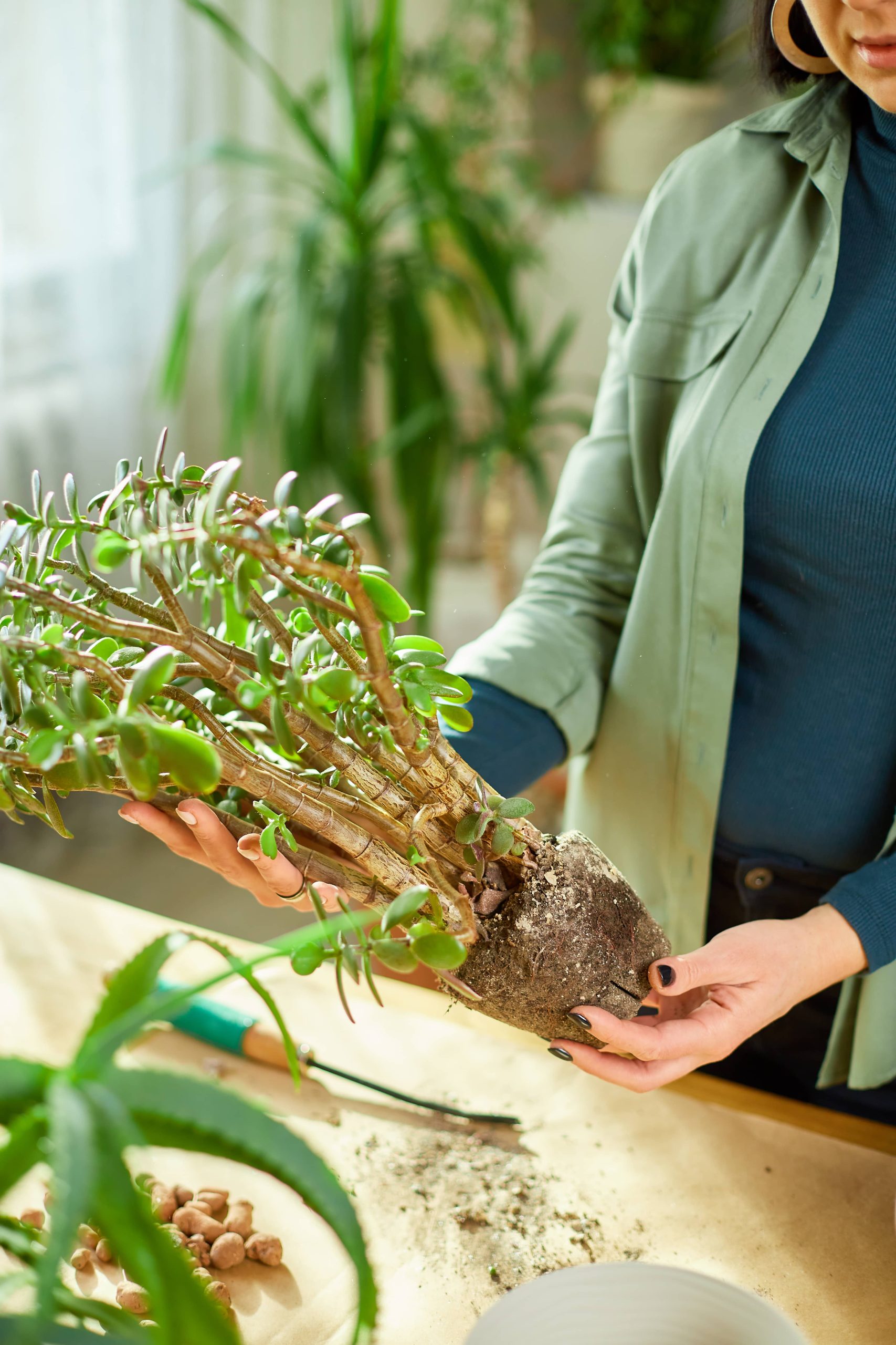 Einfache Vermehrung von Sukkulenten: Ein Leitfaden zum Aufbau Ihrer Indoor-Oase